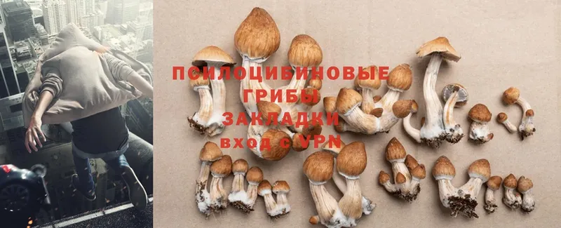 Псилоцибиновые грибы Cubensis  Калуга 